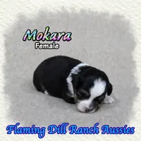 Mokara, a female Toy Australian Shepherd for sale in Forestburg, TX – 3 of 5