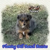 Krait, a female Toy Australian Shepherd for sale in Forestburg, TX – 4 of 5