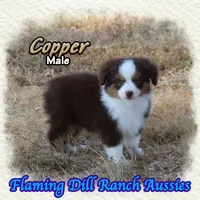 Copper, a male Toy Australian Shepherd for sale in Forestburg, TX – 4 of 5