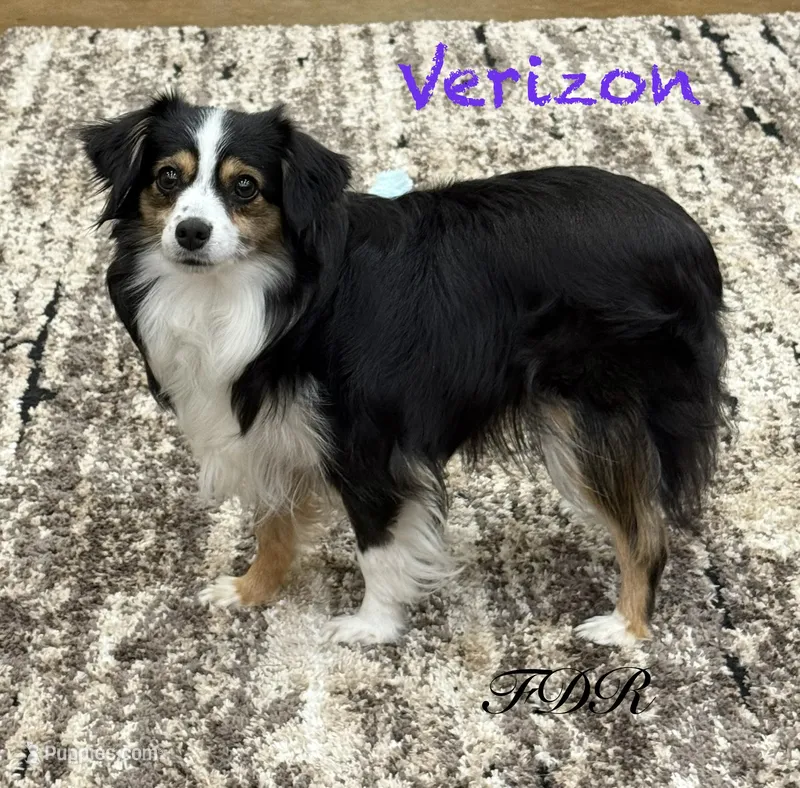 Verizon – Toy Australian Shepherd puppy for sale in Forestburg, TX