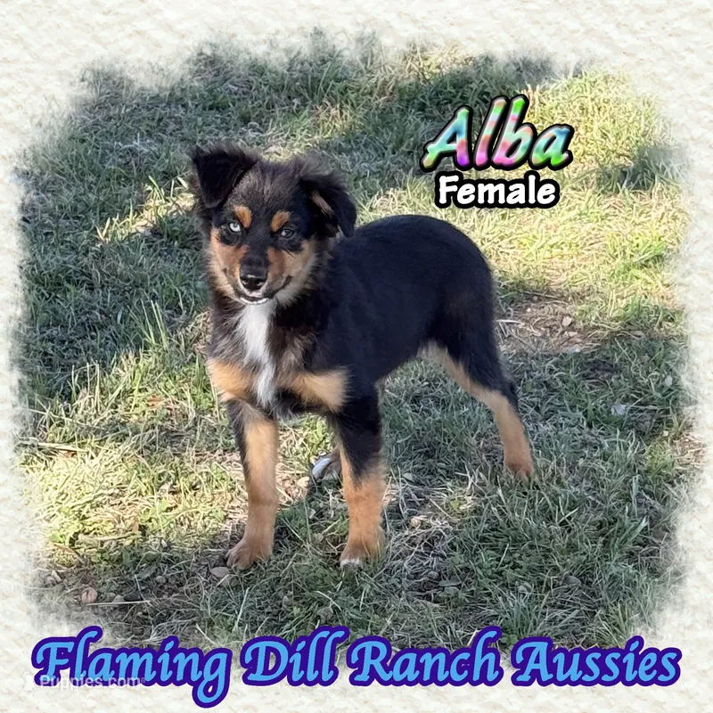 Alba – Miniature Australian Shepherd puppy for sale in Forestburg, TX