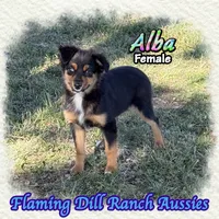 Alba, a female Miniature Australian Shepherd for sale in Forestburg, TX – 1 of 5