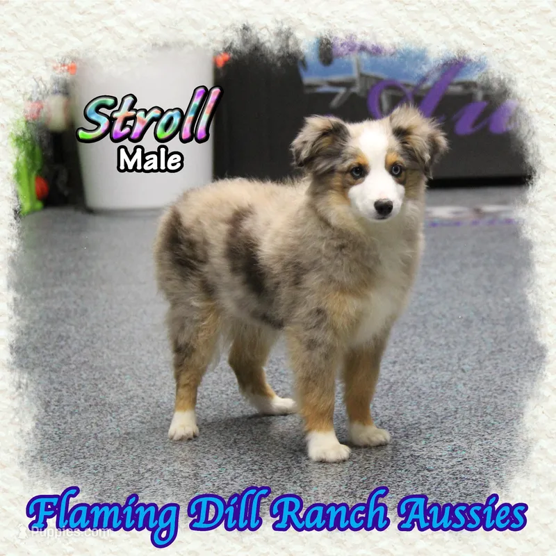 Stroll – Toy Australian Shepherd puppy for sale in Forestburg, TX