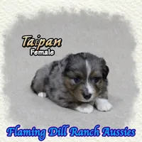 Taipan, a female Toy Australian Shepherd for sale in Forestburg, TX – 3 of 5