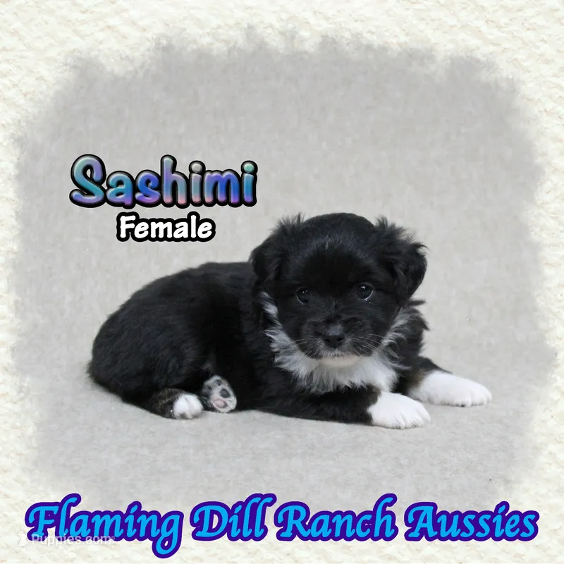 Sashimi – Toy Australian Shepherd puppy for sale in Forestburg, TX