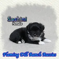 Sashimi, a female Toy Australian Shepherd for sale in Forestburg, TX – 1 of 5