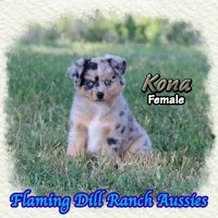 Kona, a female Toy Australian Shepherd for sale in Forestburg, TX – 3 of 5
