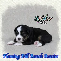 Spider, a male Toy Australian Shepherd for sale in Forestburg, TX – 4 of 5