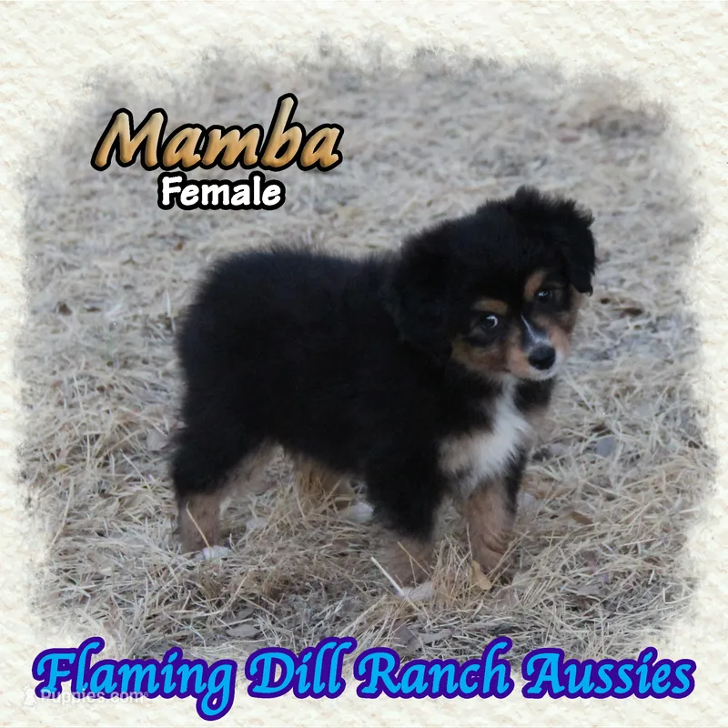 Mamba – Toy Australian Shepherd puppy for sale in Forestburg, TX