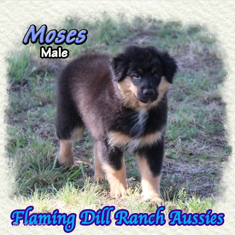 Moses – Miniature Australian Shepherd puppy for sale in Forestburg, TX