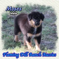 Moses, a male Miniature Australian Shepherd for sale in Forestburg, TX – 1 of 5