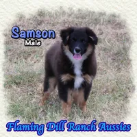 Samson, a male Miniature Australian Shepherd for sale in Forestburg, TX – 1 of 5