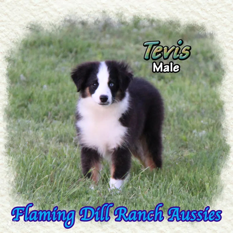Tevis – Toy Australian Shepherd puppy for sale in Forestburg, TX