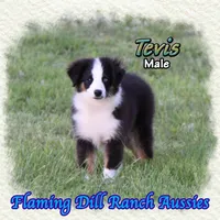 Tevis, a male Toy Australian Shepherd for sale in Forestburg, TX – Photo 1 of 5