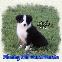 Tevis, a male Toy Australian Shepherd for sale in Forestburg, TX – Photo 4 of 5