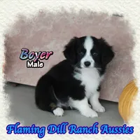 Boyer, a male Toy Australian Shepherd for sale in Forestburg, TX – 3 of 5