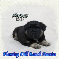 Moses, a male Miniature Australian Shepherd for sale in Forestburg, TX – 2 of 5