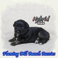Hybrid, a male Miniature Australian Shepherd for sale in Forestburg, TX – 4 of 5