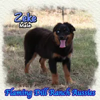 Zeke, a male Miniature Australian Shepherd for sale in Forestburg, TX – 4 of 5
