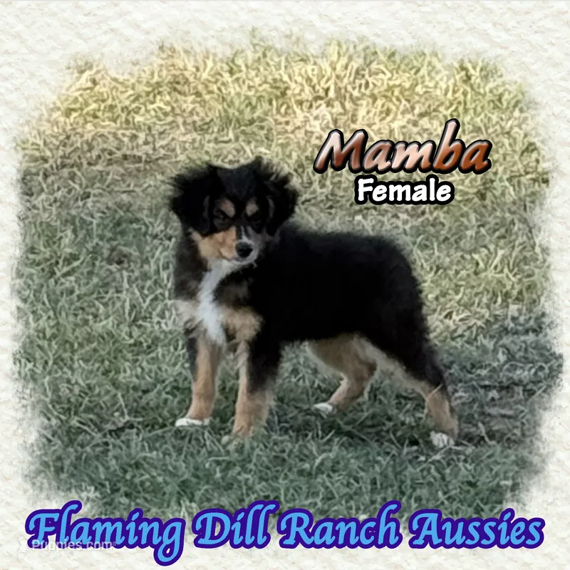 Mamba – Toy Australian Shepherd puppy for sale in Forestburg, TX