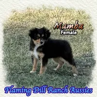 Mamba, a female Toy Australian Shepherd for sale in Forestburg, TX – 1 of 5