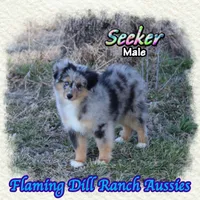 Seeker, a male Toy Australian Shepherd for sale in Forestburg, TX – Photo 2 of 5