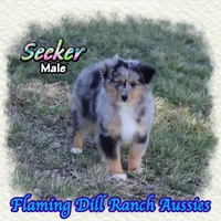 Seeker, a male Toy Australian Shepherd for sale in Forestburg, TX – Photo 1 of 5
