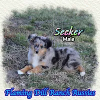 Seeker, a male Toy Australian Shepherd for sale in Forestburg, TX – Photo 4 of 5