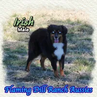Irish, a male Miniature Australian Shepherd for sale in Forestburg, TX – Photo 1 of 5