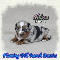 China, a female Miniature Australian Shepherd for sale in Forestburg, TX – 3 of 5