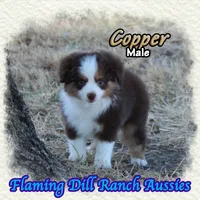 Copper, a male Toy Australian Shepherd for sale in Forestburg, TX – 2 of 5
