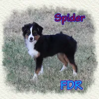 Spider, a male Toy Australian Shepherd for sale in Forestburg, TX – 3 of 5