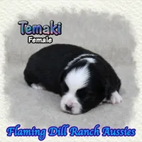 Temaki, a female Toy Australian Shepherd for sale in Forestburg, TX – 3 of 5