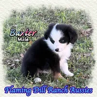 Baxter, a male Toy Australian Shepherd for sale in Forestburg, TX – 3 of 5