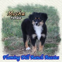 Mocha, a female Toy Australian Shepherd for sale in Forestburg, TX – 4 of 5