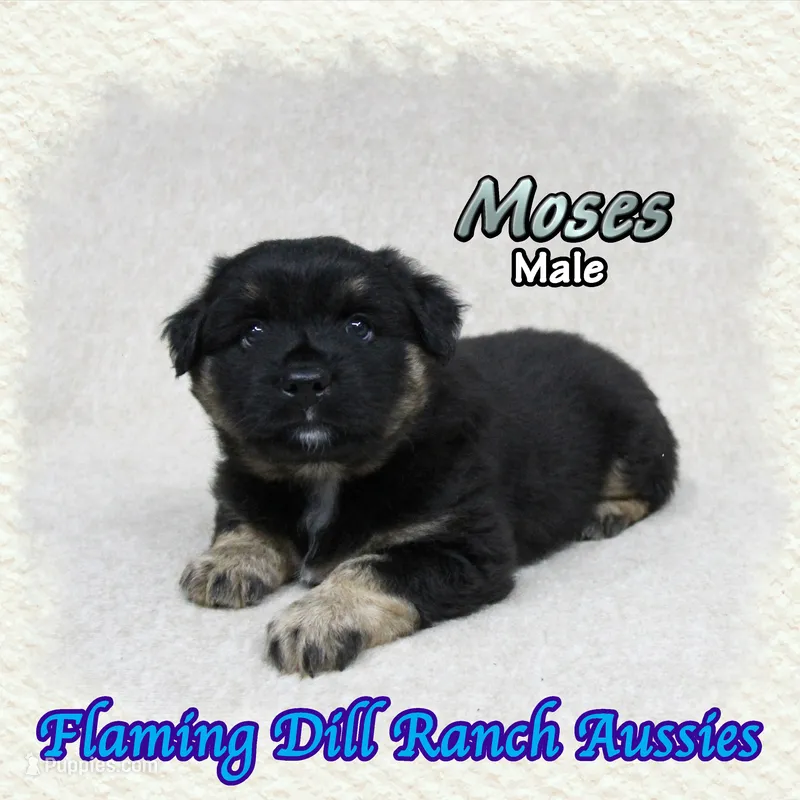 Moses – Miniature Australian Shepherd puppy for sale in Forestburg, TX