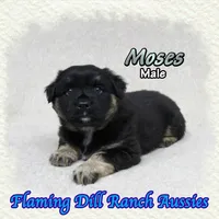 Moses, a male Miniature Australian Shepherd for sale in Forestburg, TX – 1 of 5