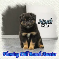 Noah, a male Miniature Australian Shepherd for sale in Forestburg, TX – 3 of 5