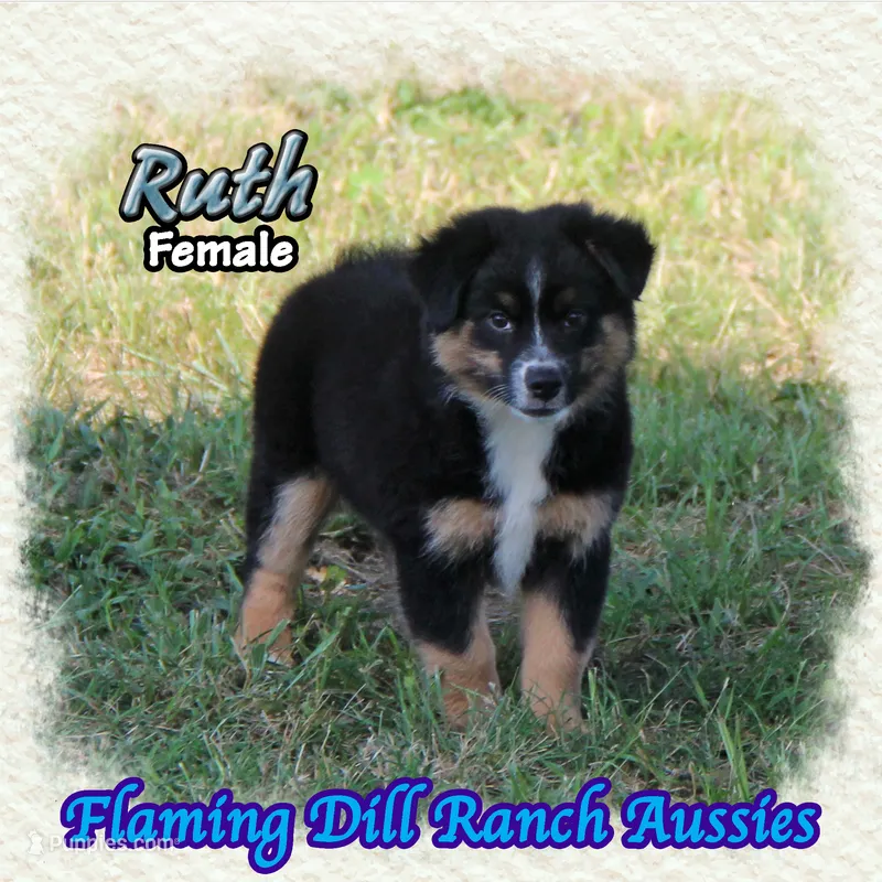 Ruth – Miniature Australian Shepherd puppy for sale in Forestburg, TX