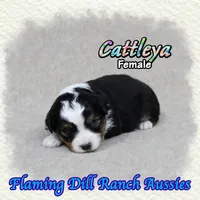 Cattleya, a female Toy Australian Shepherd for sale in Forestburg, TX – 4 of 5
