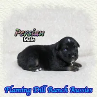 Persian, a male Miniature Australian Shepherd for sale in Forestburg, TX – 4 of 5