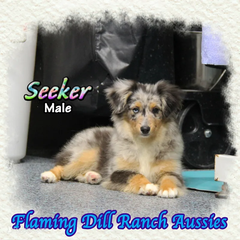 Seeker – Toy Australian Shepherd puppy for sale in Forestburg, TX
