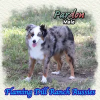 Pardon, a male Toy Australian Shepherd for sale in Forestburg, TX – 2 of 5