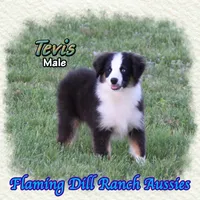 Tevis, a male Toy Australian Shepherd for sale in Forestburg, TX – Photo 4 of 5