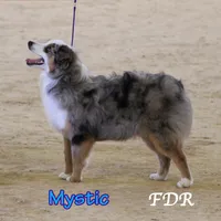 Mystic, a female Toy Australian Shepherd for sale in Forestburg, TX – 4 of 4