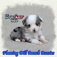 Booker, a male Toy Australian Shepherd for sale in Forestburg, TX – 4 of 5