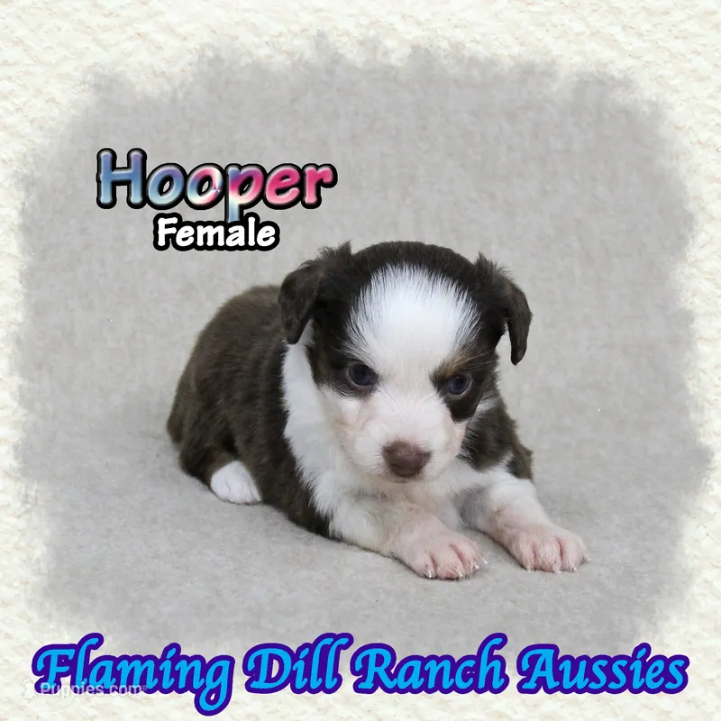Hooper – Toy Australian Shepherd puppy for sale in Forestburg, TX