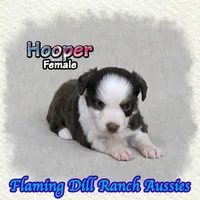 Hooper, a female Toy Australian Shepherd for sale in Forestburg, TX – 1 of 5