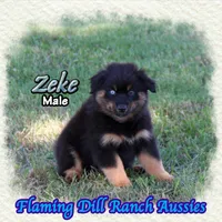 Zeke, a male Miniature Australian Shepherd for sale in Forestburg, TX – 3 of 5
