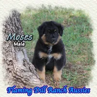 Moses, a male Miniature Australian Shepherd for sale in Forestburg, TX – 3 of 5
